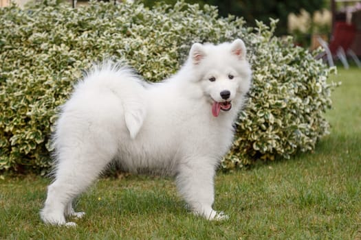 White puppy Samoyed husky standing in a rack on the green lawn