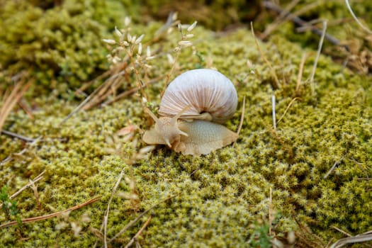 Snail sitting on the surface of the moss in natural conditions