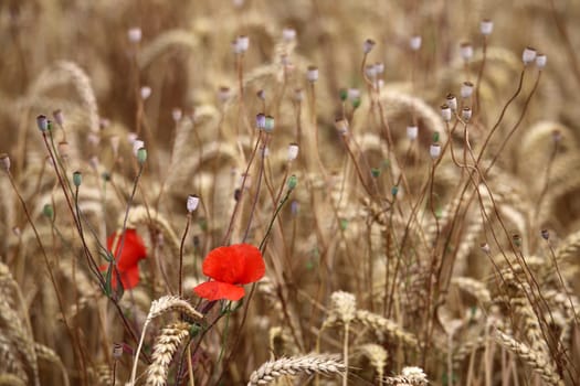 Poppy Papaver rhoeas in the cornfield