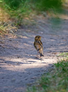 Young blackbird Turdus merula on forest path