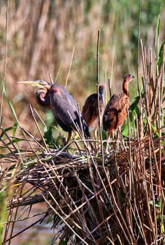 Purple heron Ardea purpurea with young birds in the Wagbach lowlands