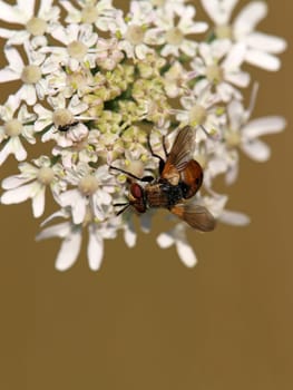 Caterpillar fly Gymnosoma rotundatum