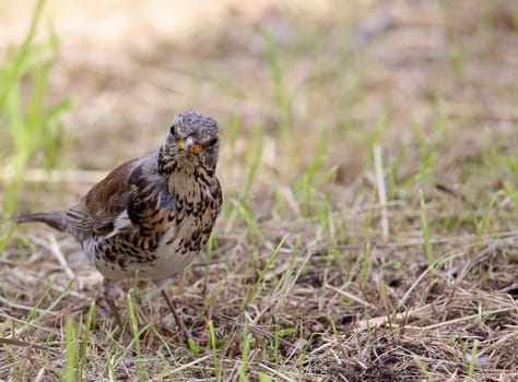 Juniper thrush Turdus pilaris from the front