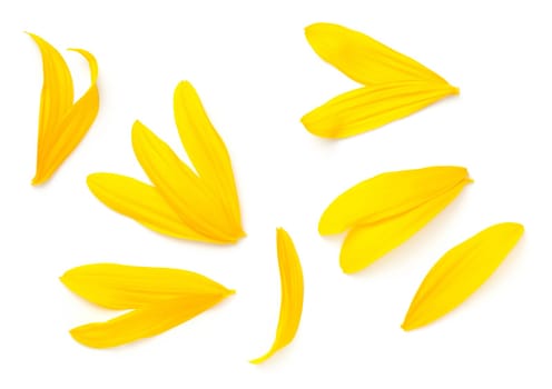Sunflower petals isolated on white background. Top view, flat lay