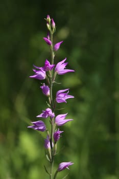 Red forest birds Cephalanthera rubra from the Liliental in the Kaiserstuhl