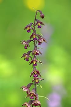 Brown-red orchid Epipactis atrorubens from the Liliental in the Kaiserstuhl