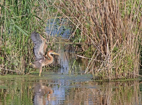 Young purple heron Ardea purpurea has left the reed nest