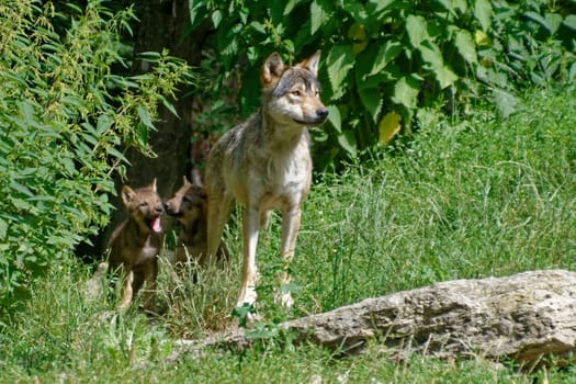 Timberwolf