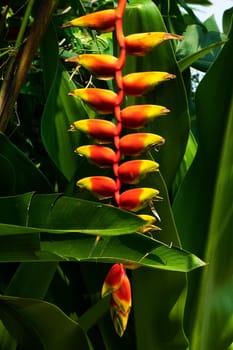 False Bird Of Paradise Thailand, close up of tropical flower