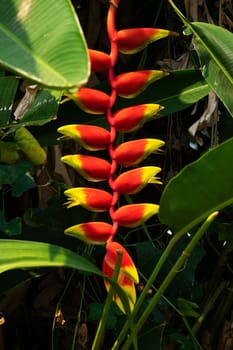 False Bird Of Paradise Thailand, close up of tropical flower