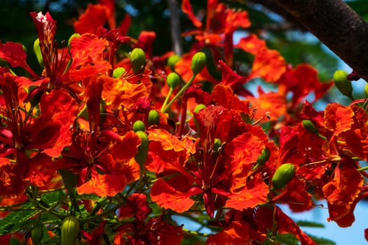 Flame Tree Red, close up of tropical tree in bloom