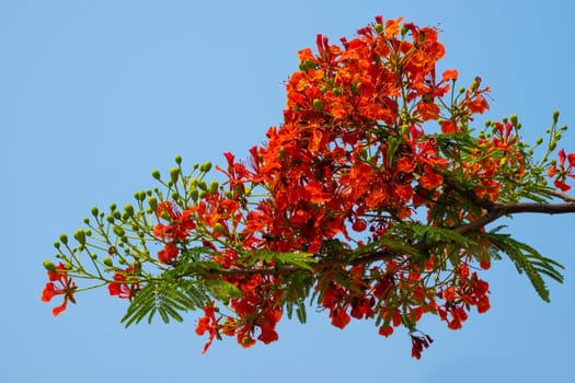 Flame Tree Red, close up of tropical tree in bloom