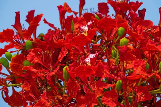 Flame Tree Red, close up of tropical tree in bloom
