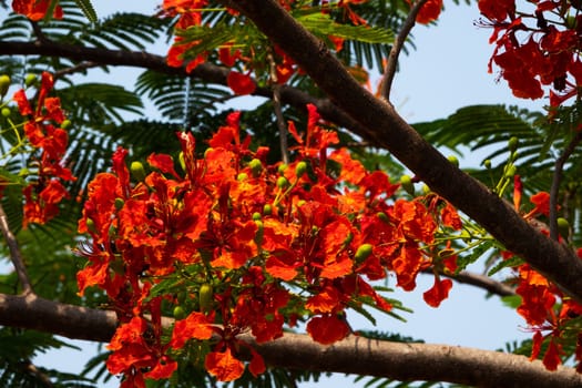Flame Tree Red, close up of tropical tree in bloom