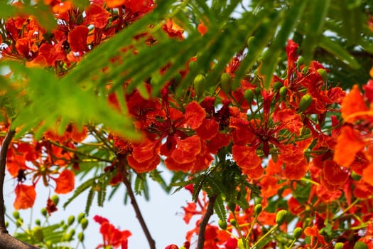 Flame Tree Red, close up of tropical tree in bloom