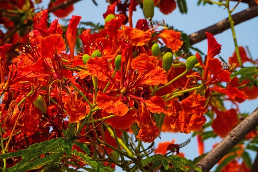 Flame Tree Red, close up of tropical tree in bloom