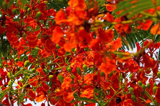 Flame Tree Red, close up of tropical tree in bloom