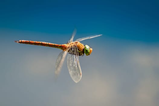 Dragonfly close up flying over the water, a kind of Simpetrum flaveolum.  Focus on head.