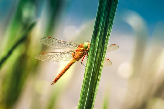 Dragonfly Sympetrum close-up sitting on the grass and looking at the camera
