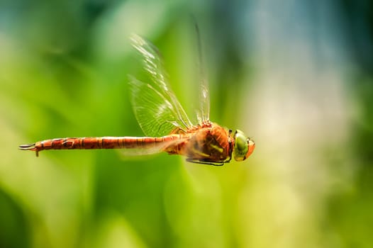 Simpetrum Dragonfly close-up in flight