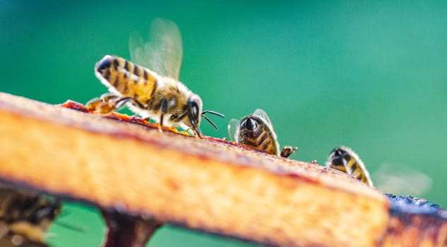 honey bees on honeycomb in apiary in summertime