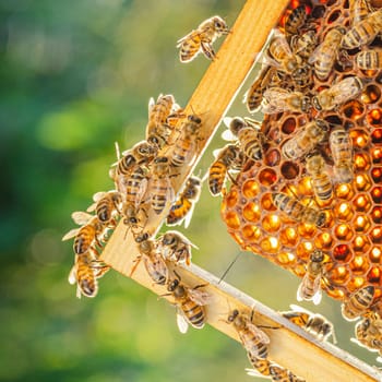 honey bees on honeycomb in apiary in summertime