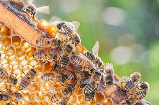honey bees on honeycomb in apiary in summertime