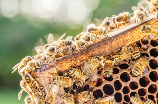 honey bees on honeycomb in apiary in summertime