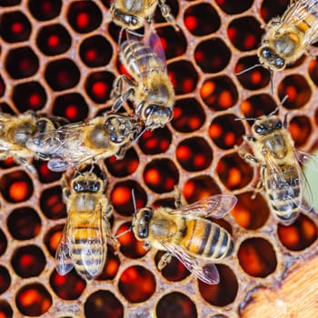 honey bees on honeycomb in apiary in summertime