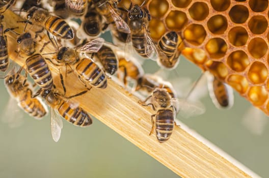 honey bees on honeycomb in apiary in summertime