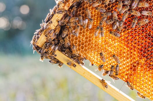 honey bees on honeycomb in apiary in summertime