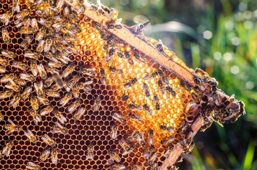 honey bees on honeycomb in apiary in summertime