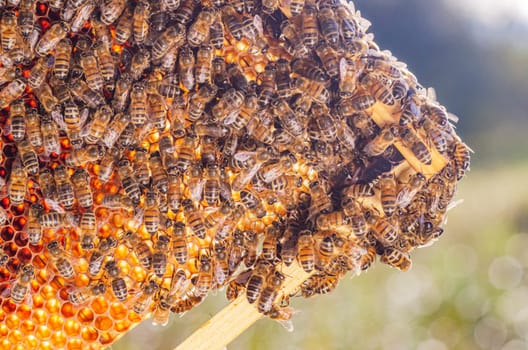 honey bees on honeycomb in apiary in summertime