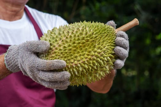 Farmer and musang king durian in orchard.