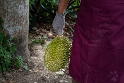 Farmer and musang king durian in orchard.