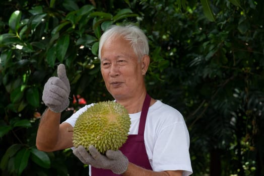 Farmer and musang king durian in orchard.