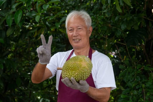 Farmer and musang king durian in orchard.