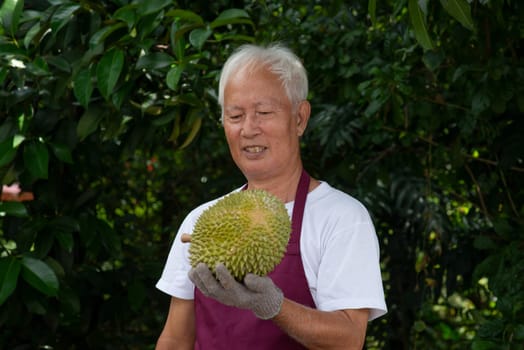 Farmer and musang king durian in orchard.