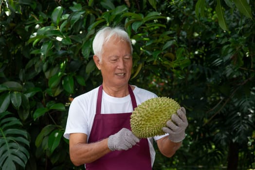 Farmer and musang king durian in orchard.