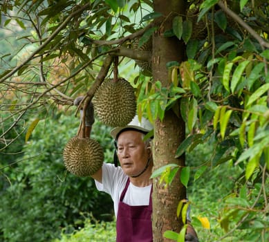 Farmer and Blackthorn durian tree in orchard.