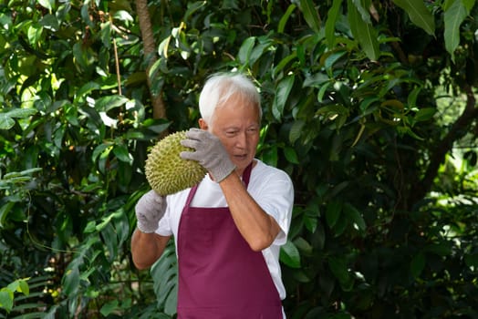 Farmer and musang king durian in orchard.