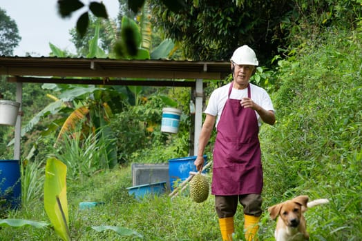 Farmer holding Musang king durian in orchard.