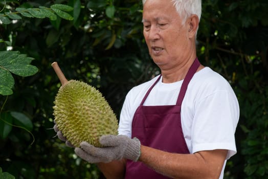Farmer and musang king durian in orchard.