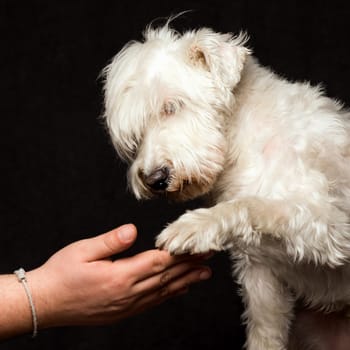 The white schnauzer dog is shaking paw with his owners hand on dark background, best friend and friendship concept.