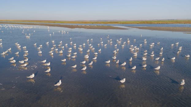colony of seagulls in Danube Delta, Romania