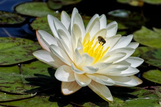 Water lily