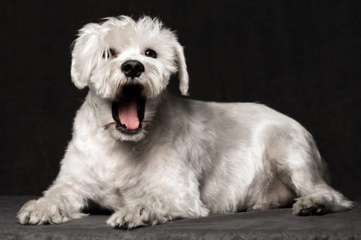 The surprised white schnauzer dog is lying down and opening mouth on dark background.