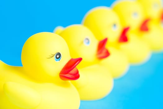 Cute yellow bath ducks are in a row on blue background.