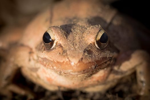 Close-up animal portrait of big beige frog.