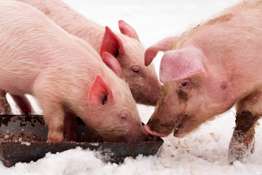 Three pigs are eating on the snow at winter.